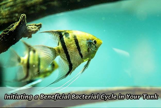 Initiating a Beneficial Bacterial Cycle in Your Tank