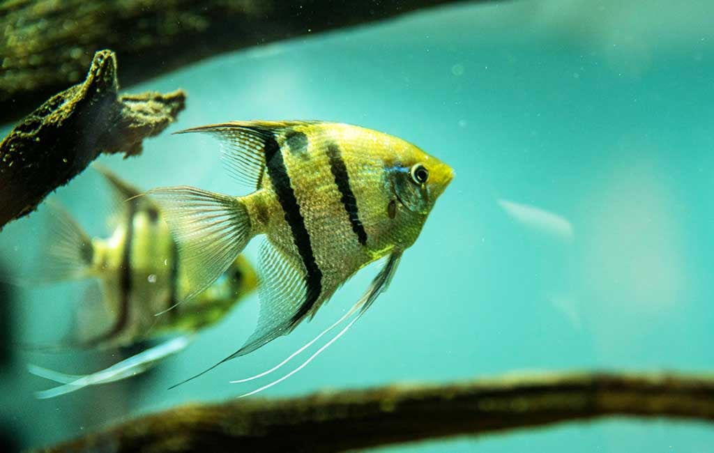 cycle aquarium beneficial bacteria