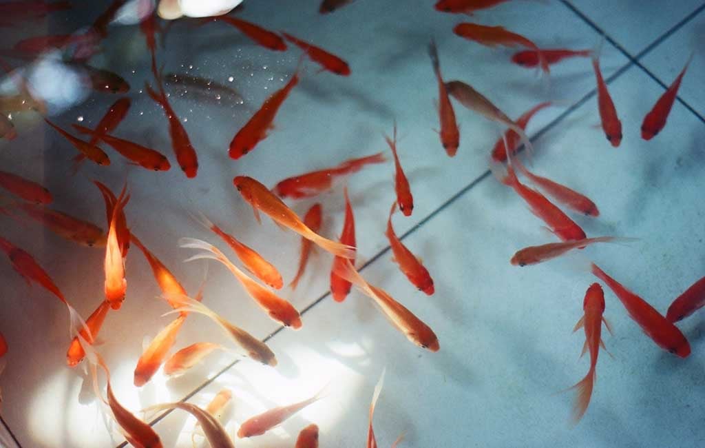 improve beneficial bacteria in aquarium