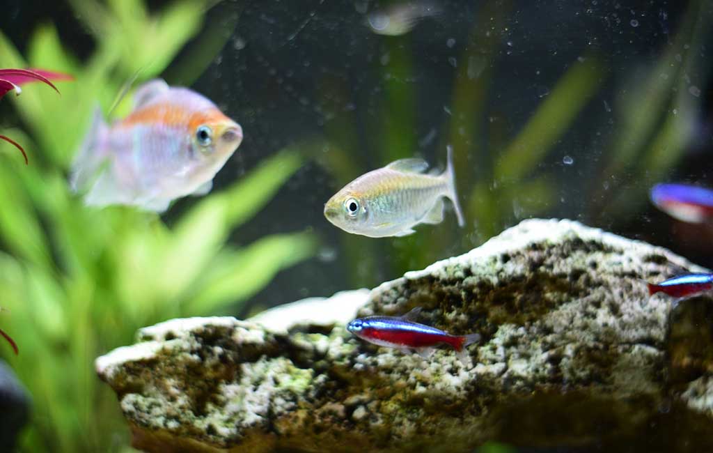 Beneficial Bacteria in an Aquarium