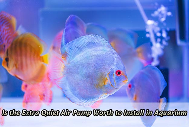Is the Extra Quiet Air Pump Worth to Install in Aquarium