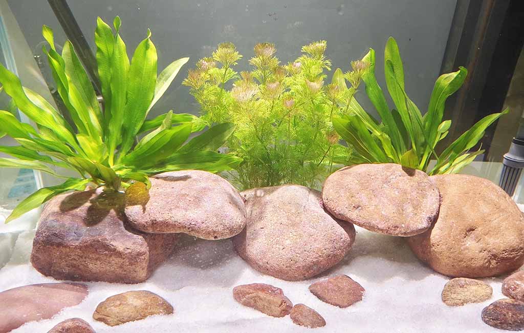 aquarium with air pump