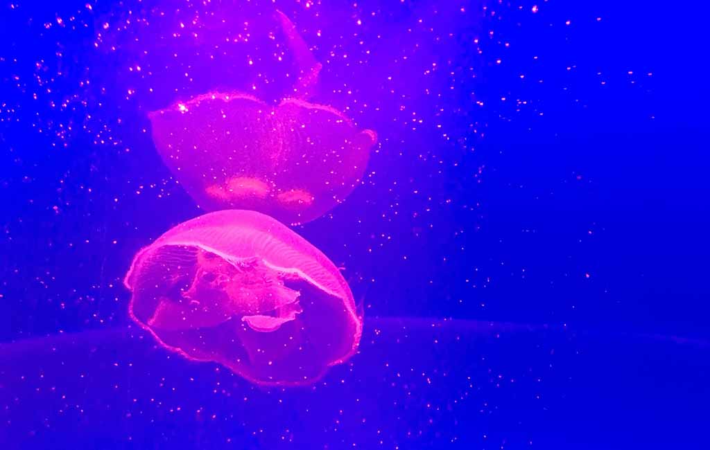 Does your fish tank need an air pump