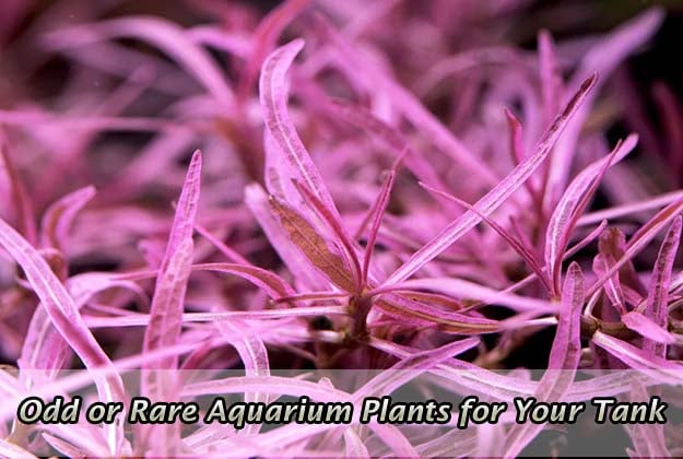 Odd or Rare Aquarium Plants for Your Tank
