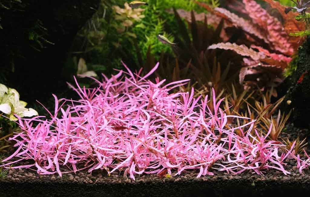 Hygrophila Chai