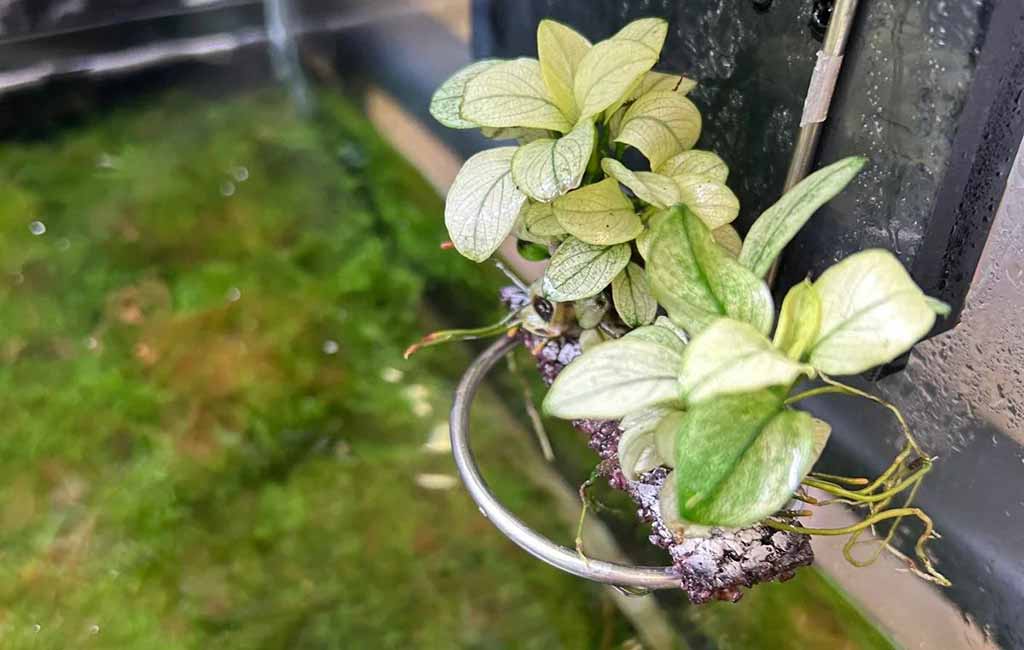 Anubias White