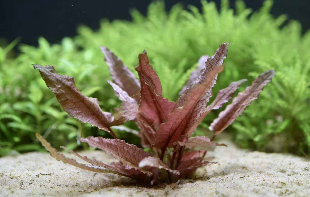 Cryptocoryne Pink Flamingo
