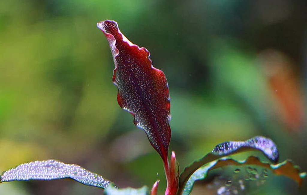 Bucephalandra Brownie Ghost