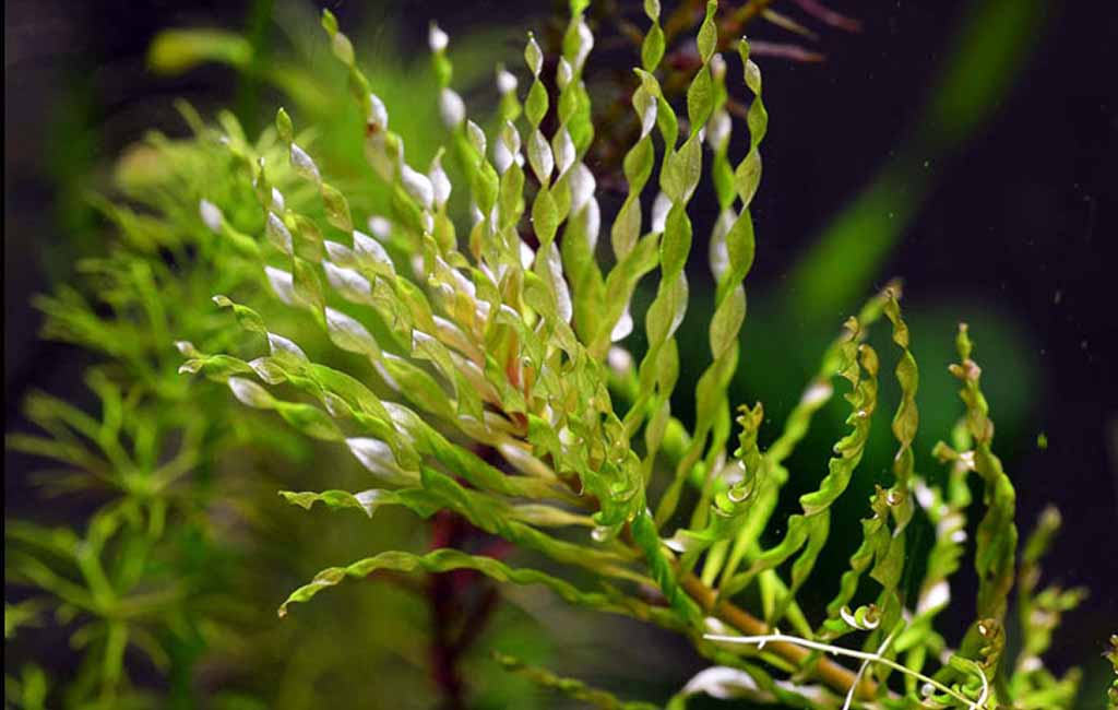 Ludwigia Tornado