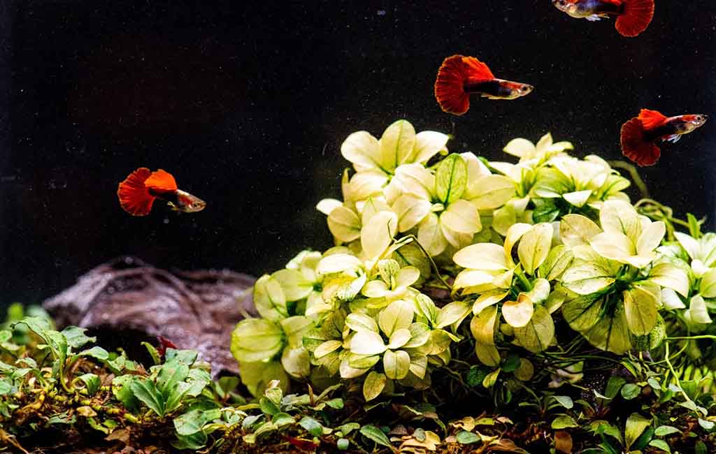 White Anubias