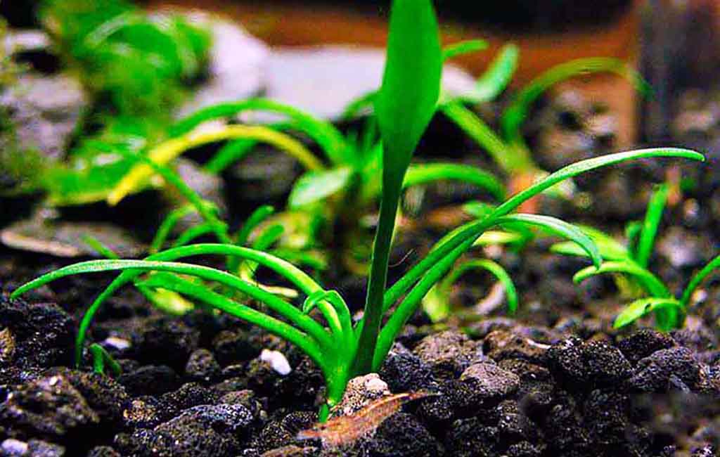 Cryptocoryne Parva