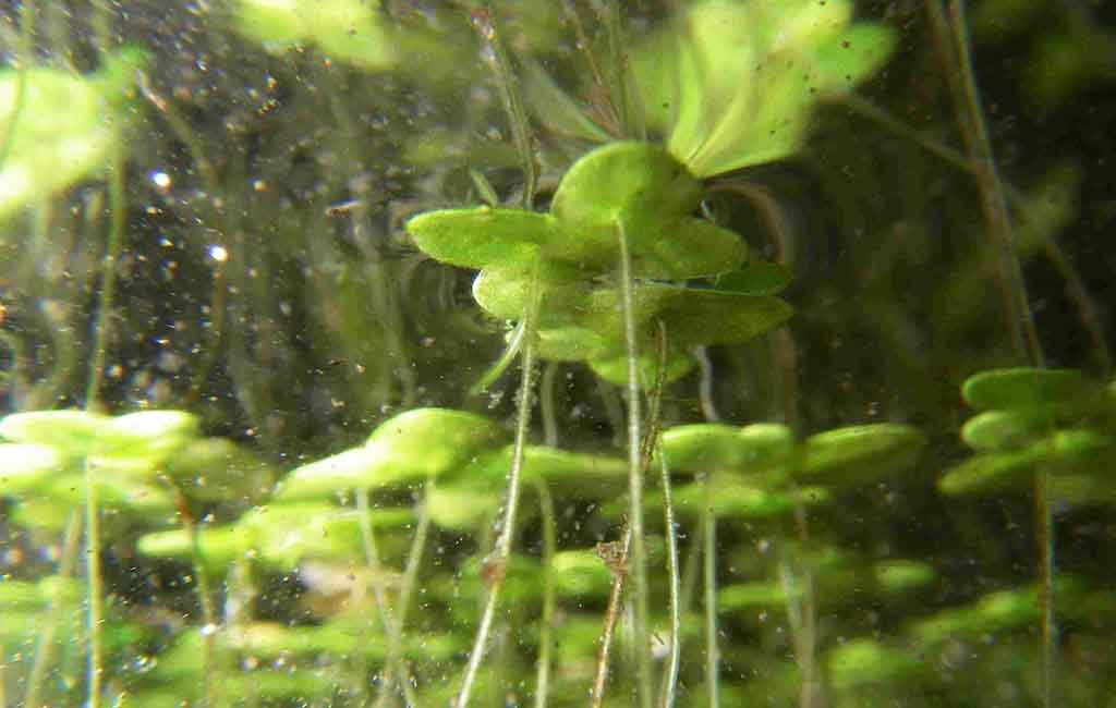 Aquarium Duckweed