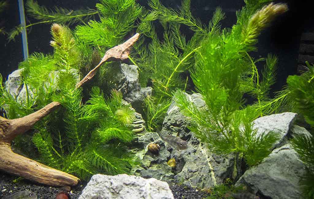 Hornwort