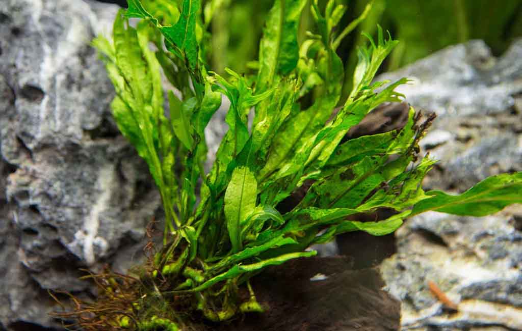 Java Fern