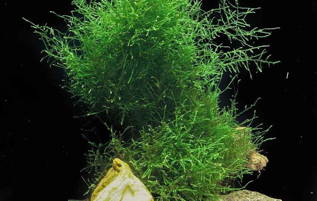 Java Moss