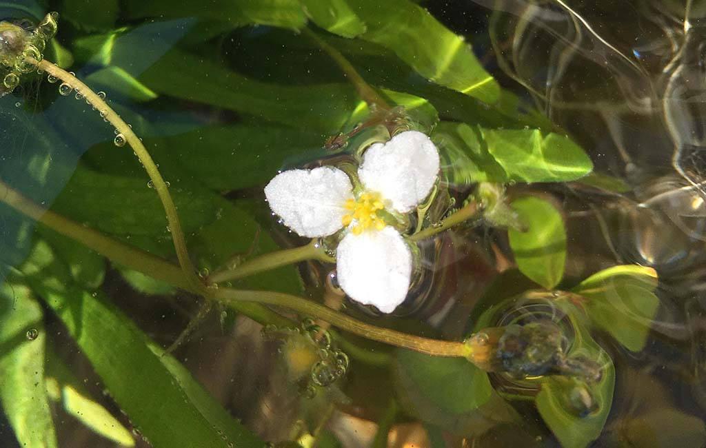 Sagittaria subulata