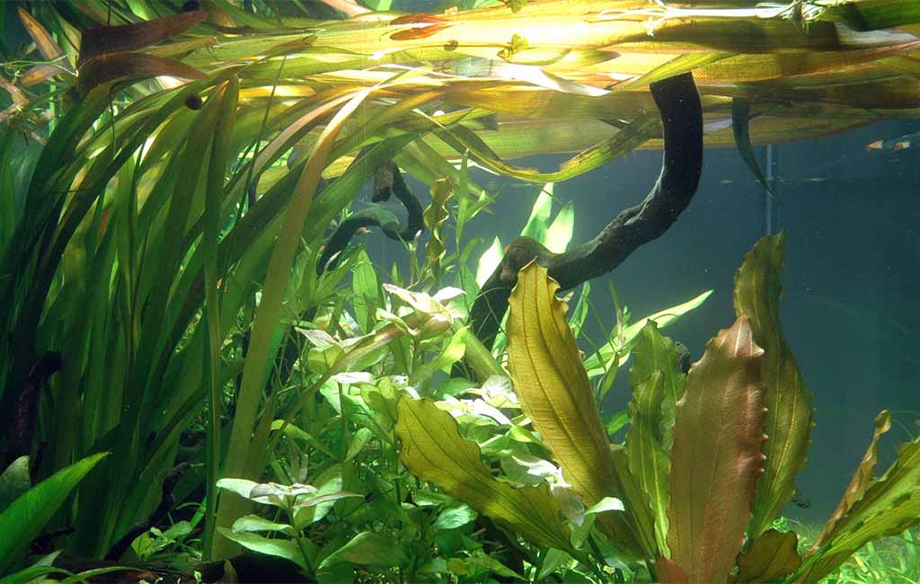 Vallisneria