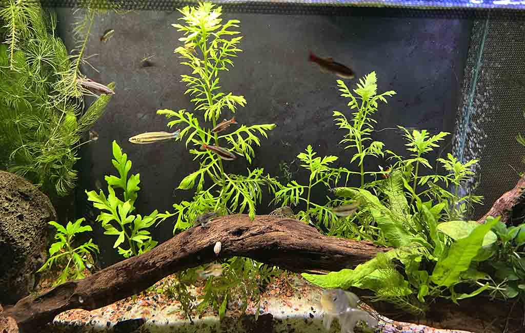 Water Wisteria