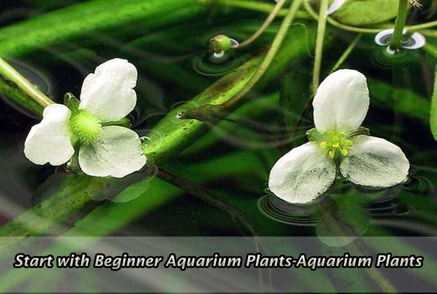 Start with Beginner Aquarium Plants