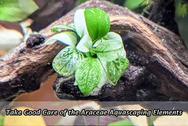 Take Good Care of the Araceae Aquascaping Elements