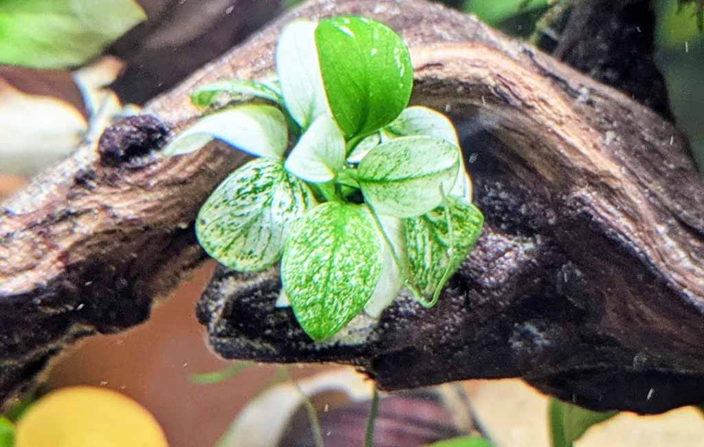 Araceae
