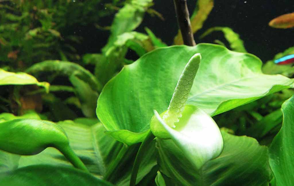 family araceae plants​