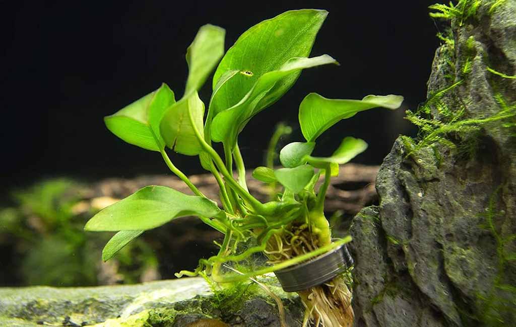 araceae plant care​