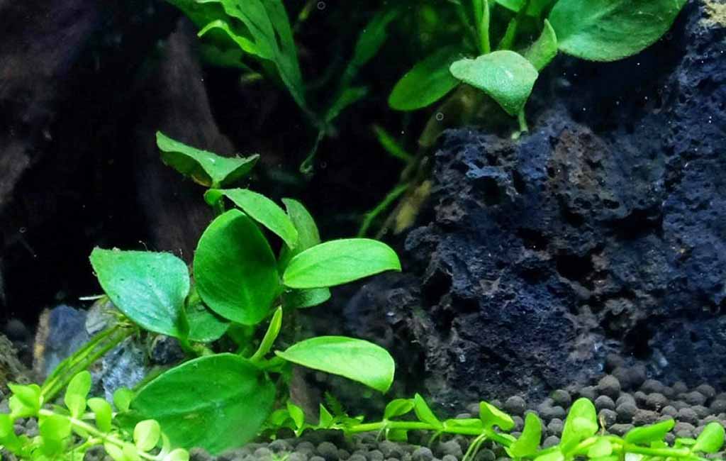 List of Araceae Plants
