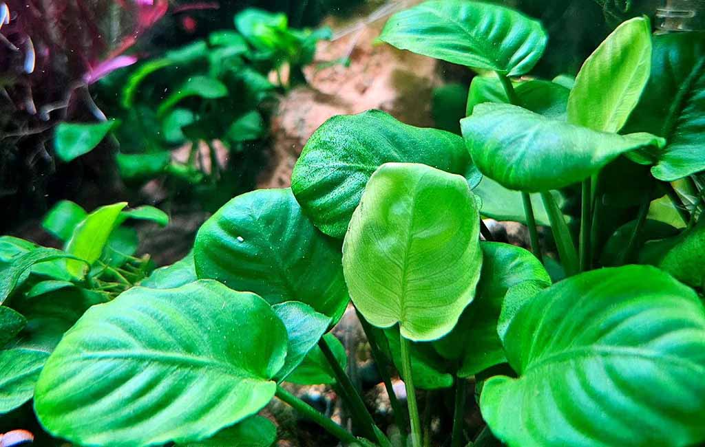 Araceae Plants in Aquariums