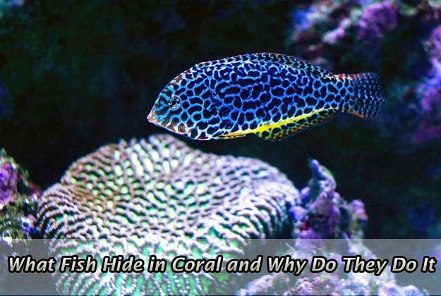 What Fish Hide in Coral and Why Do They Do It