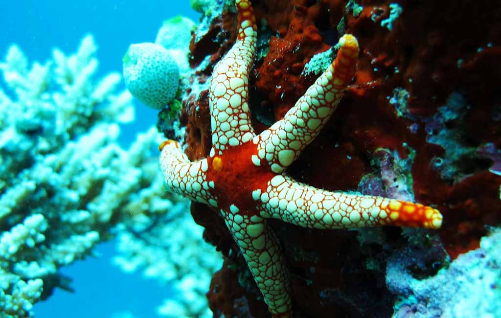 why do fish hide in coral