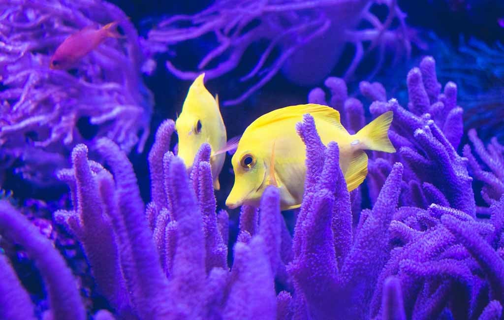 what fish hide in coral