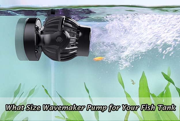 What Size Wavemaker Pump for Your Fish Tank