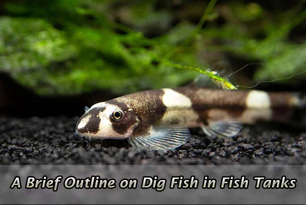 A Brief Outline on Dig Fish in Fish Tanks