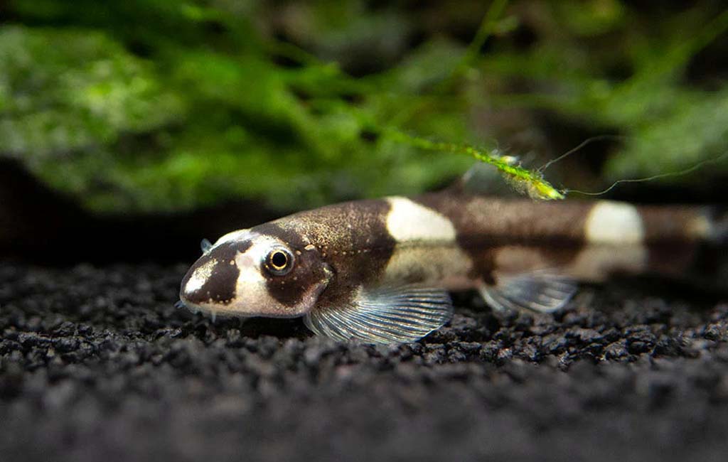 dig fish