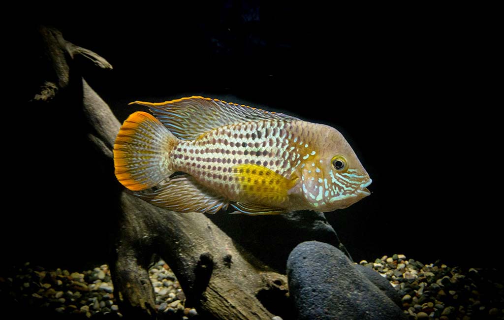 dig fish species