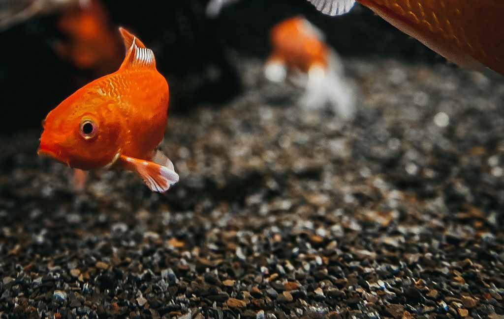Why Keep the Dig Fish