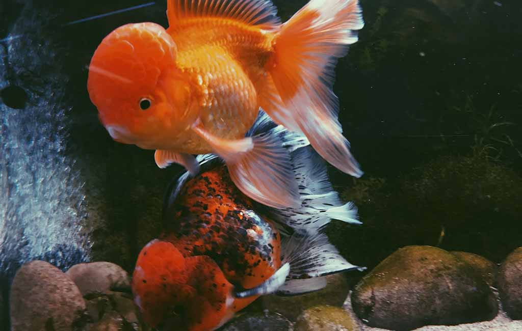 substrate for dig fish