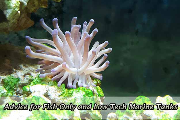 Advice for Fish-Only and Low-Tech Marine Tanks