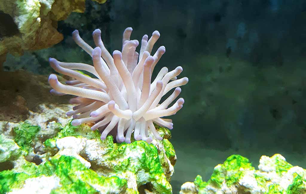 easy reef tank set up advice
