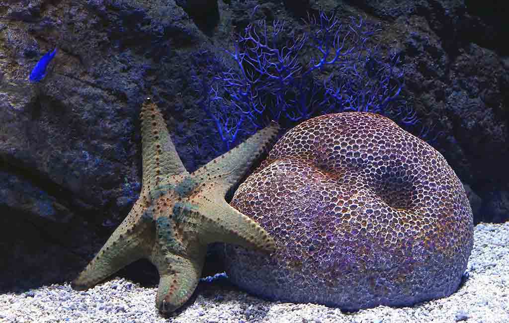low-tech marine tanks