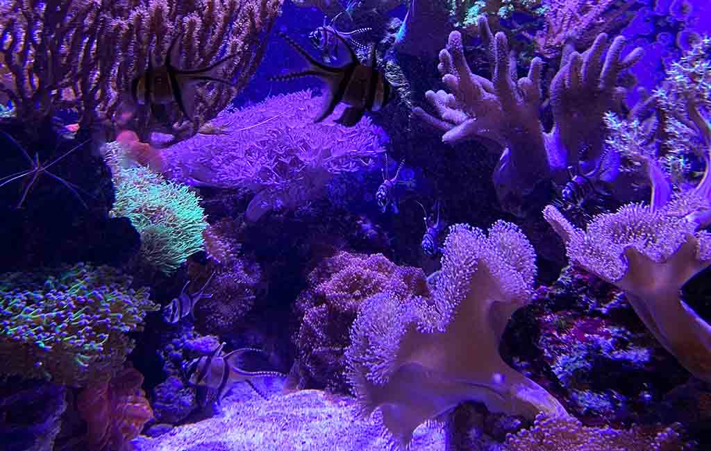 fish-only marine tanks