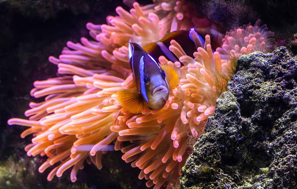 Low-Tech Anemone & Clownfish Tank