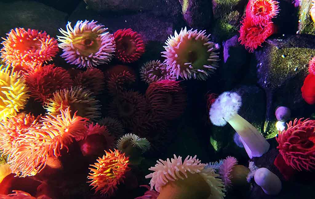 low-tech marine tanks maintenance