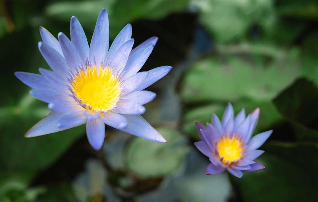 Blue Water Lily