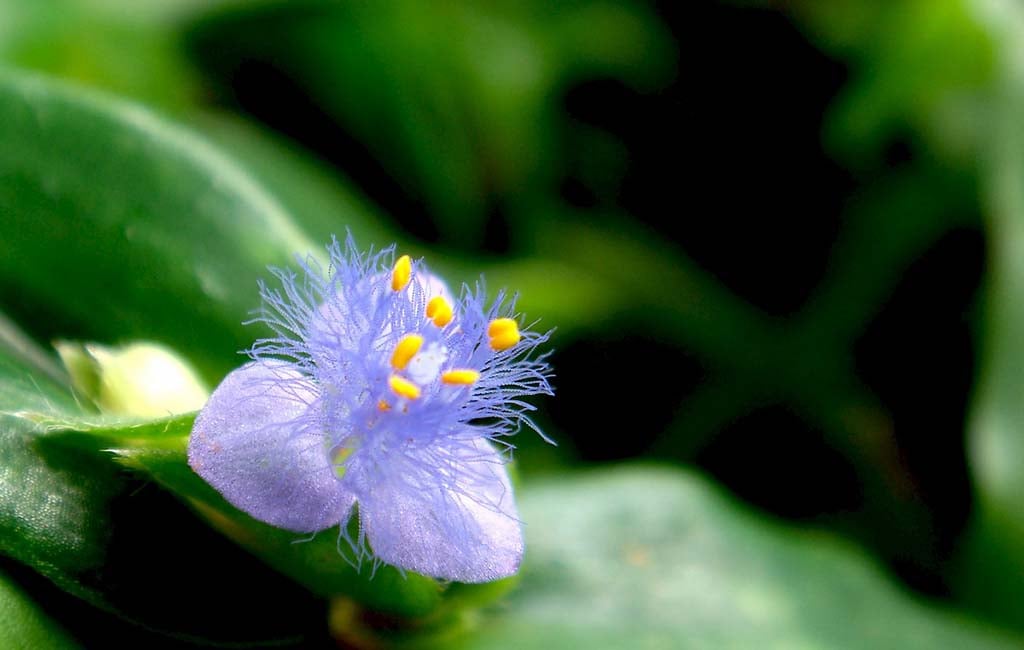 Monochoria vaginalis