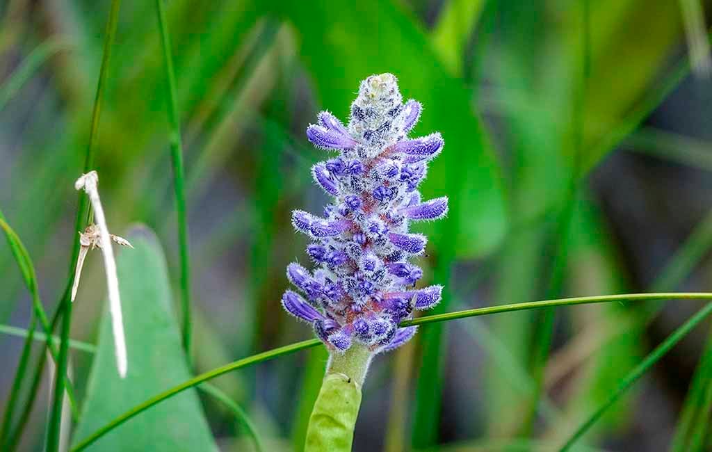 Pickerel Weed