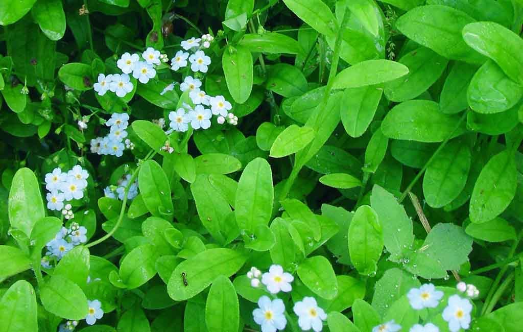 Water Forget Me Not