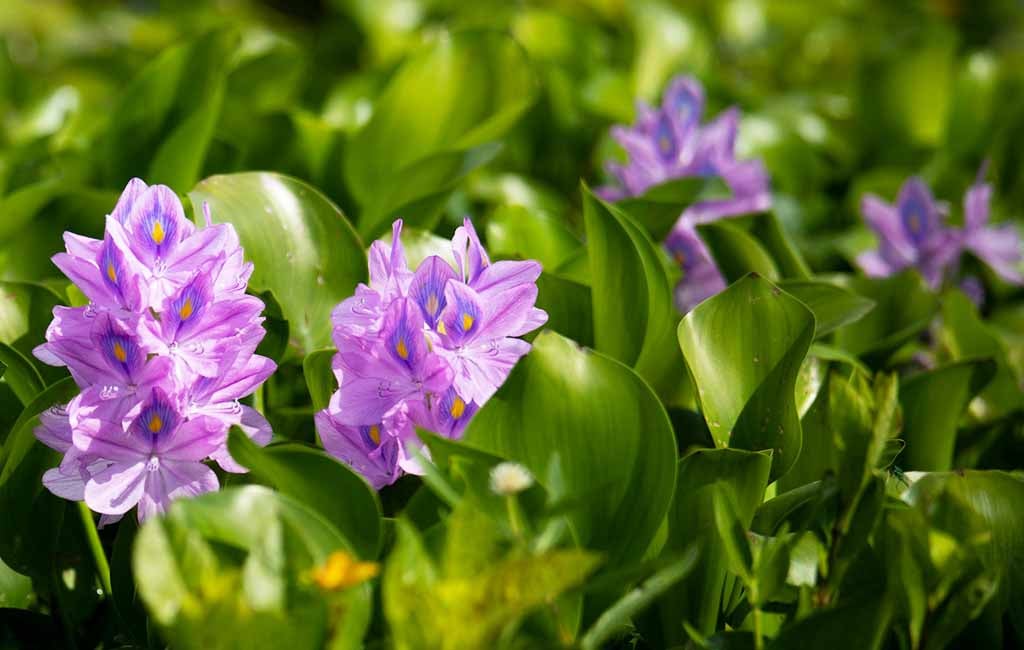 Water Hyacinth