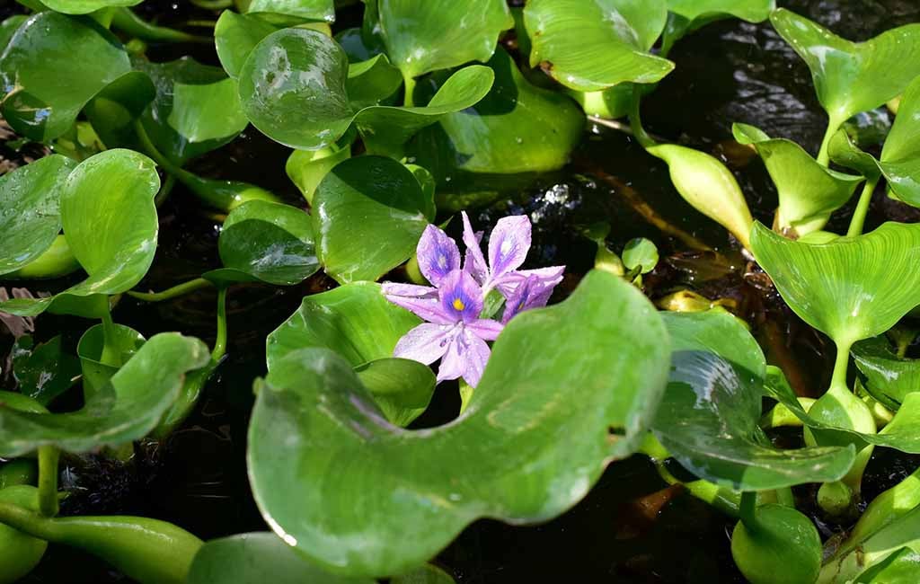 Water Hyacinth